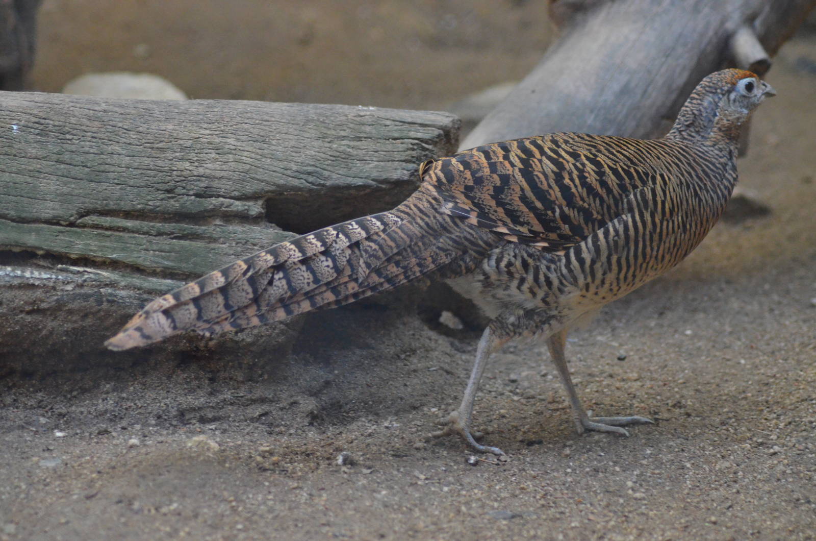 Lady Amherst's Pheasant