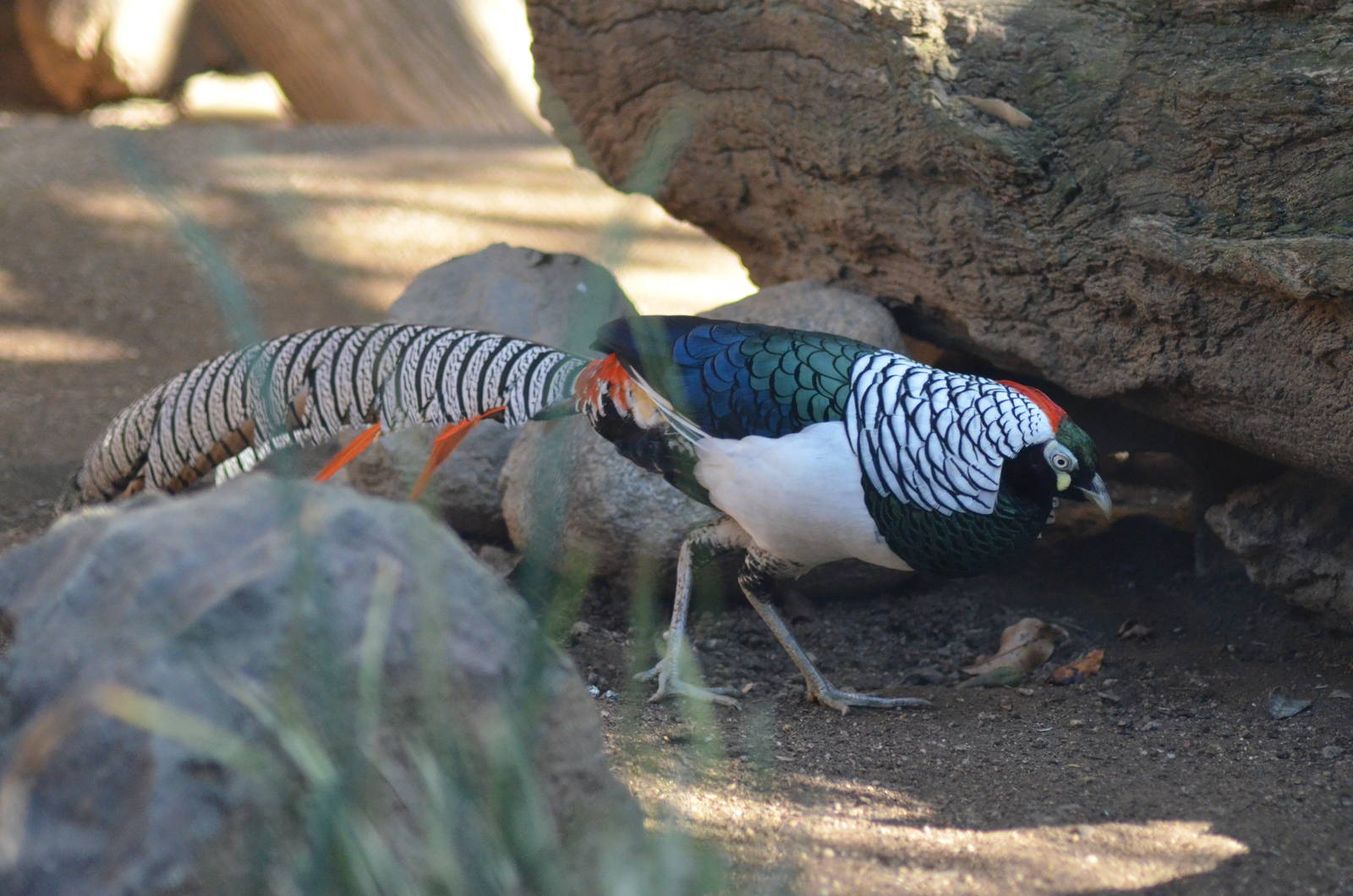 Lady Amherst's Pheasant