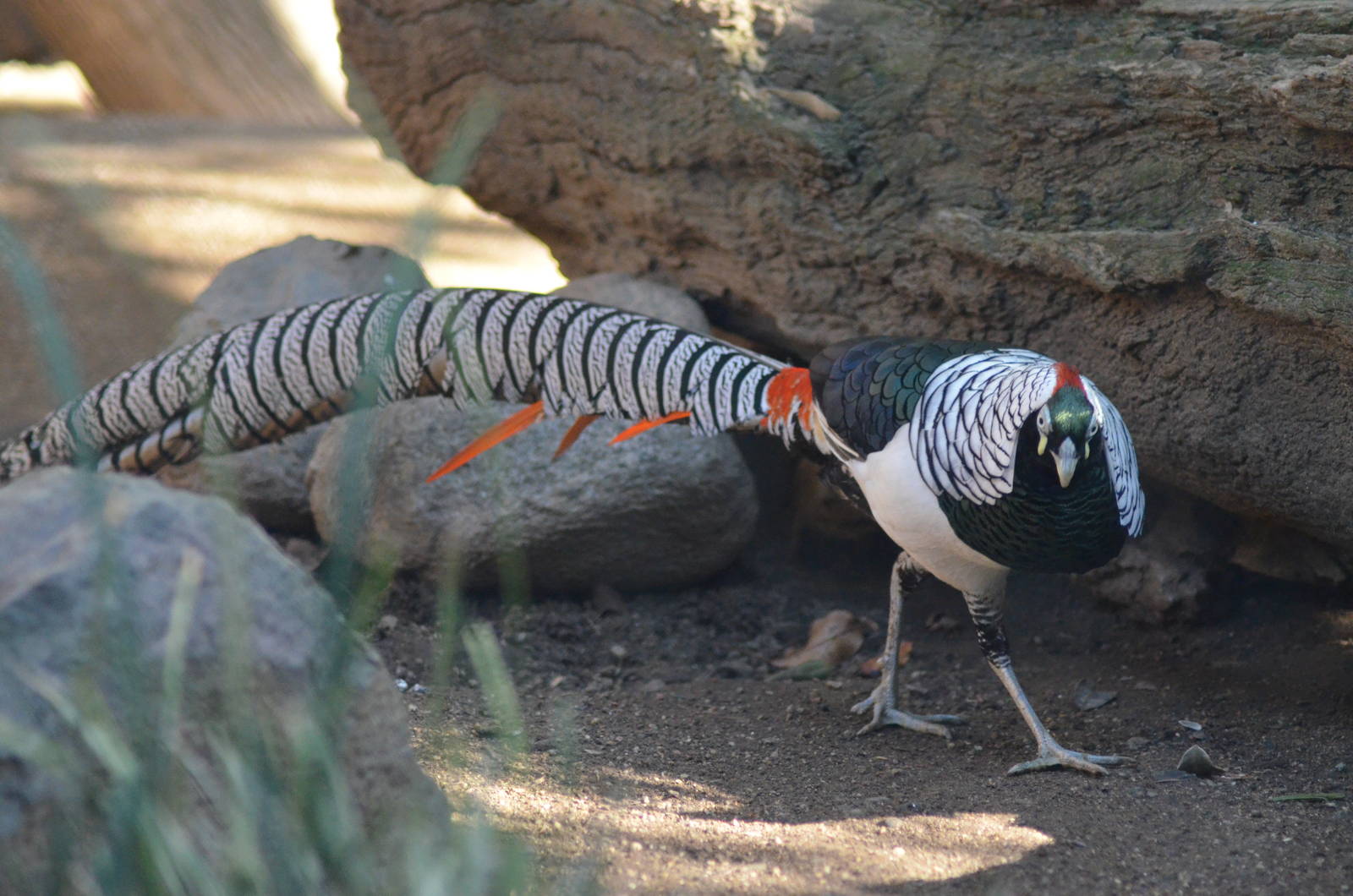 Lady Amherst's Pheasant