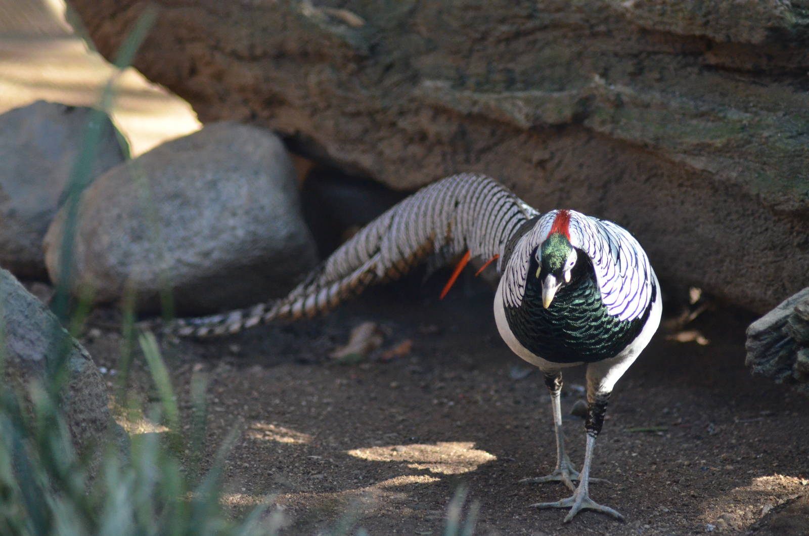 Lady Amherst's Pheasant