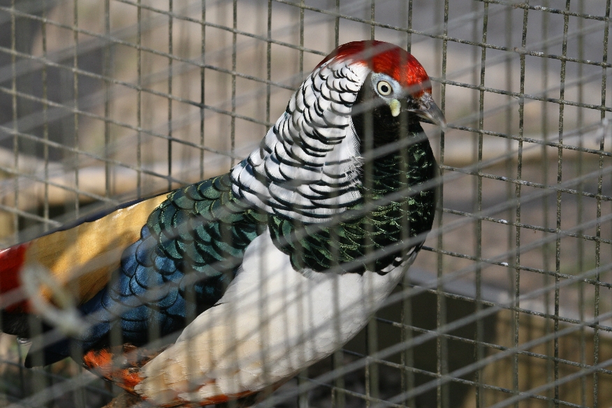 Lady Amherst's Pheasant