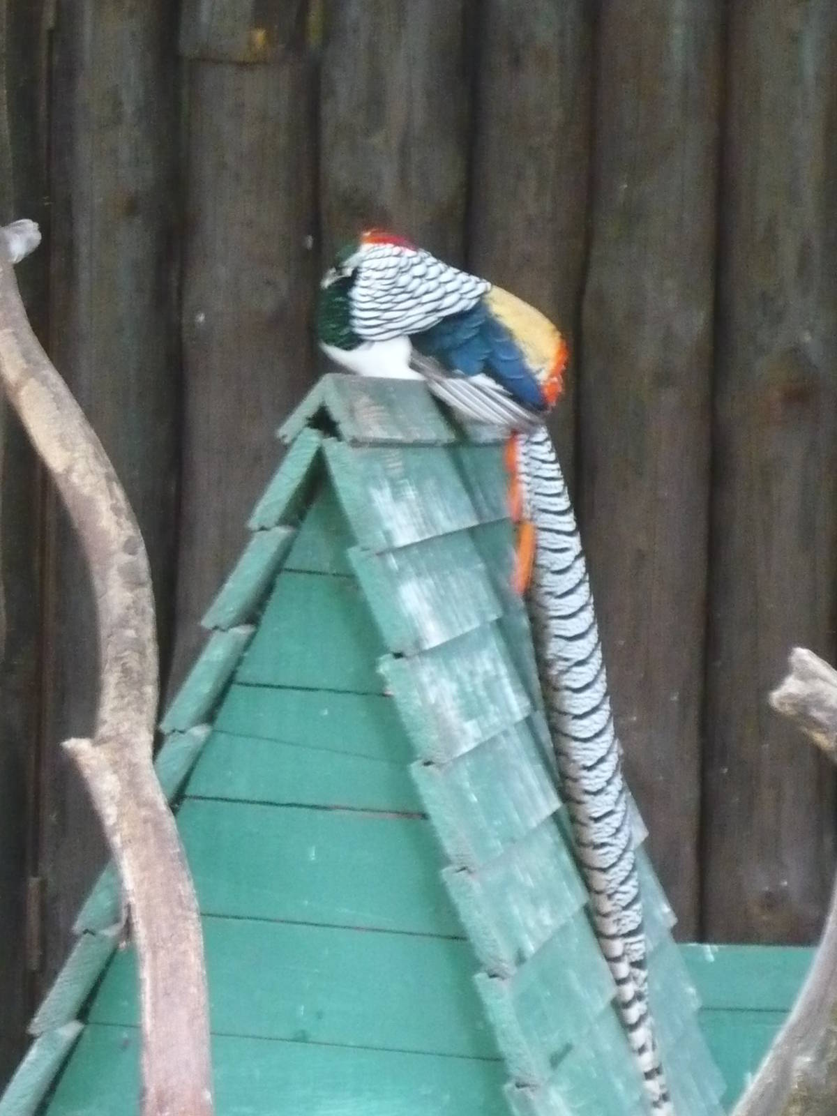Lady Amherst's pheasant