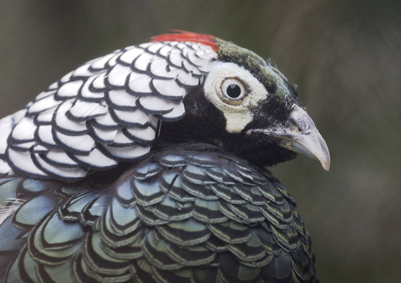 Lady Amhersts pheasant