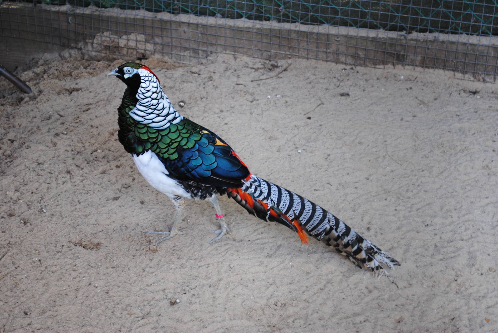 Lady Amherst's Pheasant