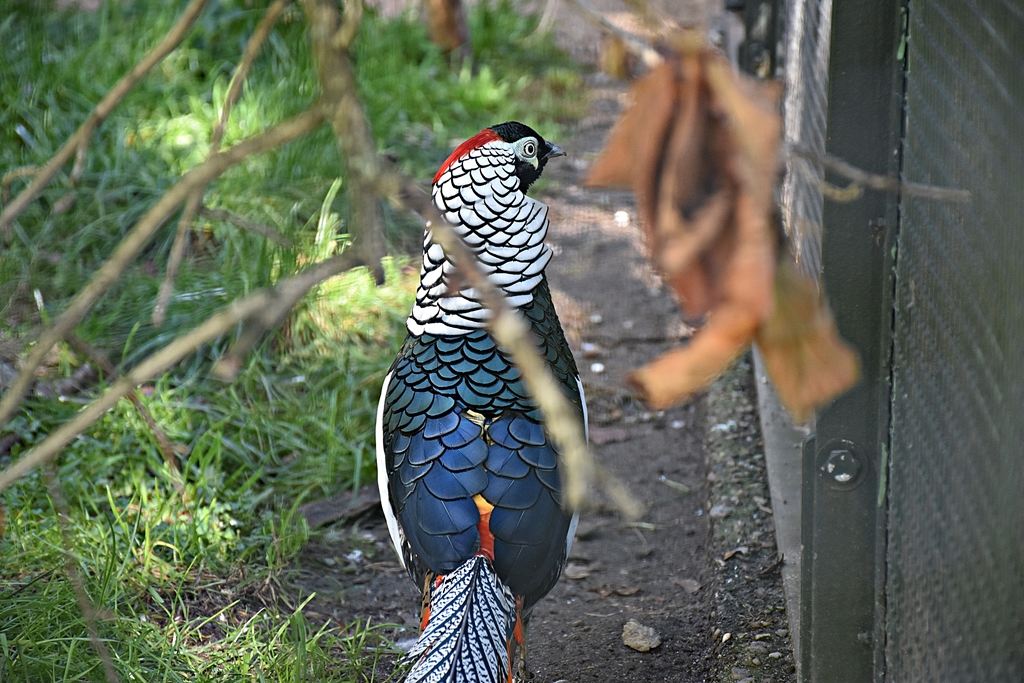 Lady Amherst's pheasant