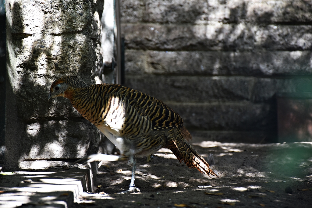 Lady Amherst's pheasant