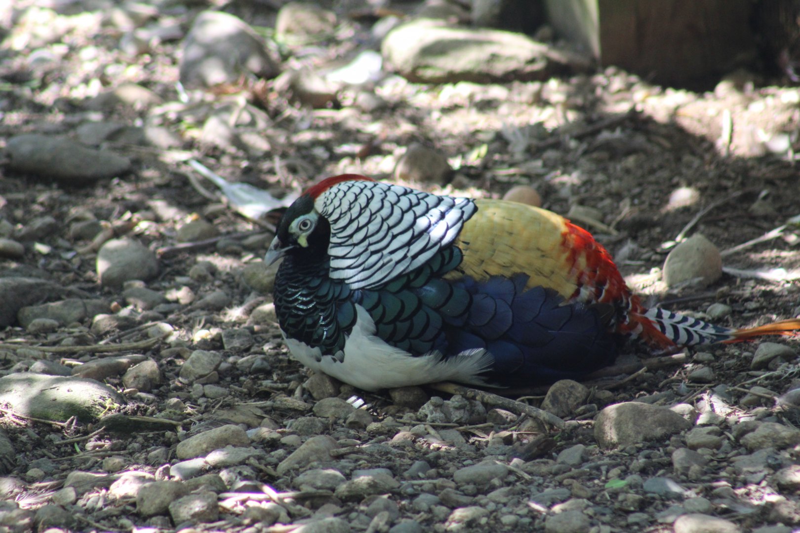 Lady Amherst's Pheasant