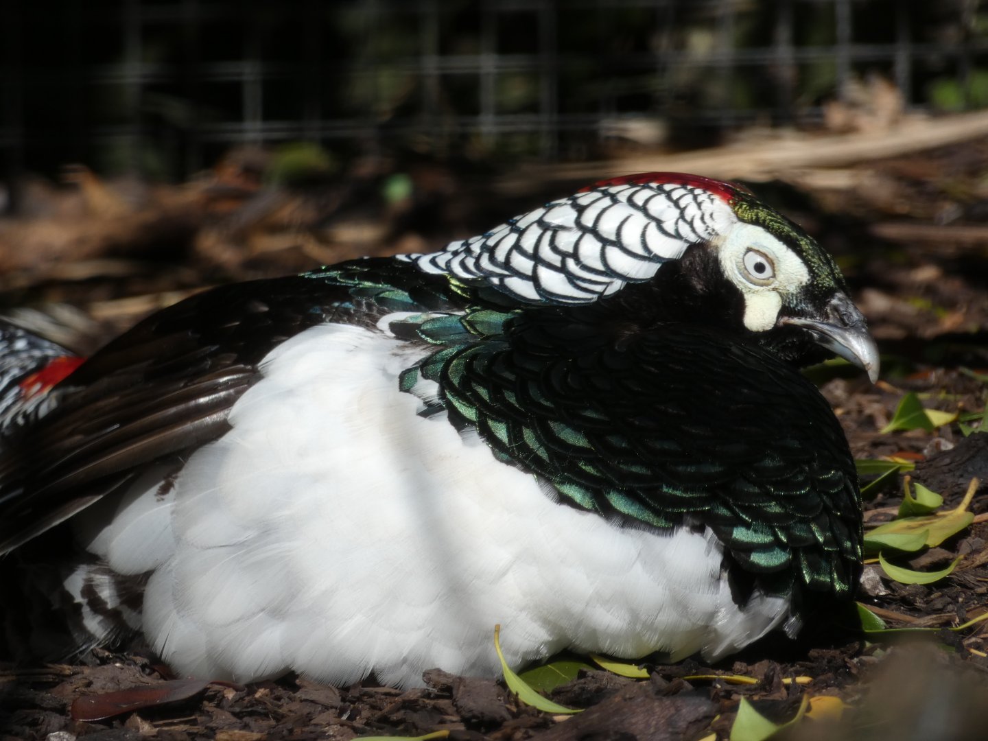 Lady Amherst's Pheasant