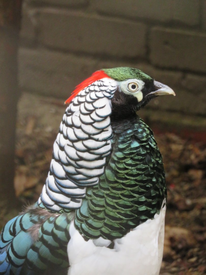 lady amherst's pheasant