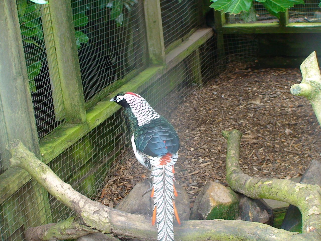 Lady Amherst's Pheasant