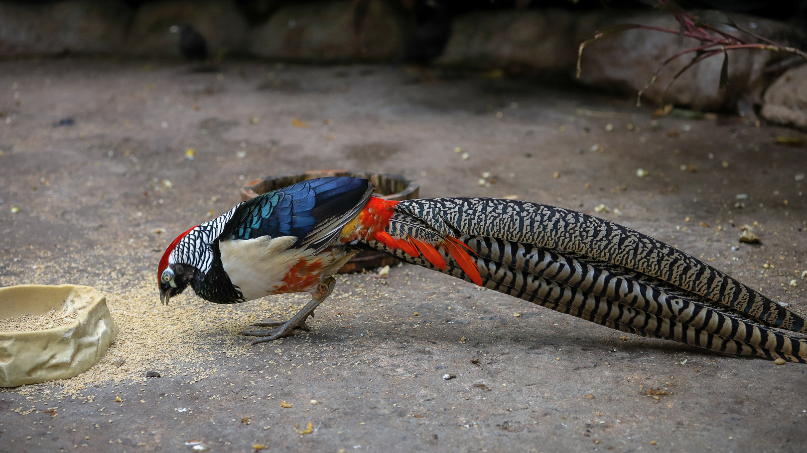 Lady Amherst's pheasant