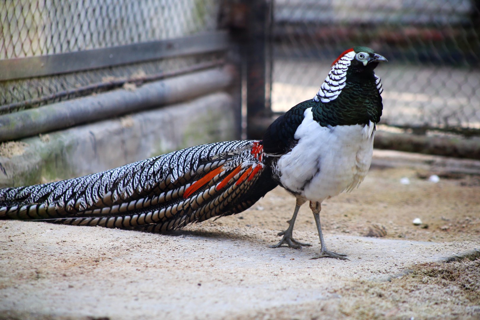 Lady Amherst's Pheasant