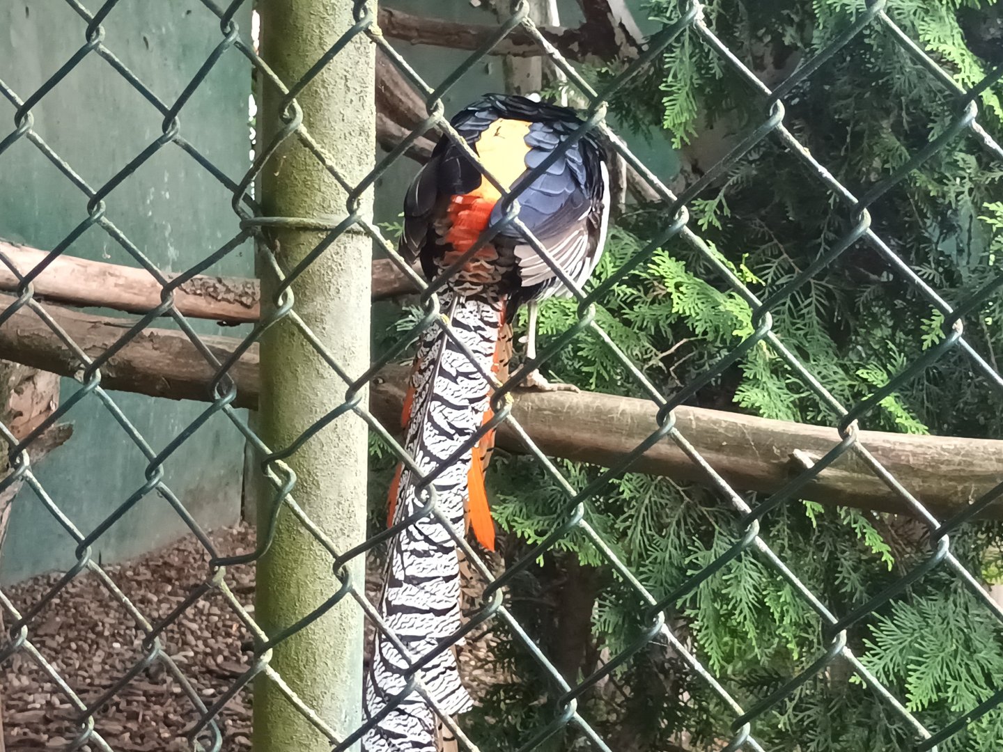 Lady Amhersts Pheasant