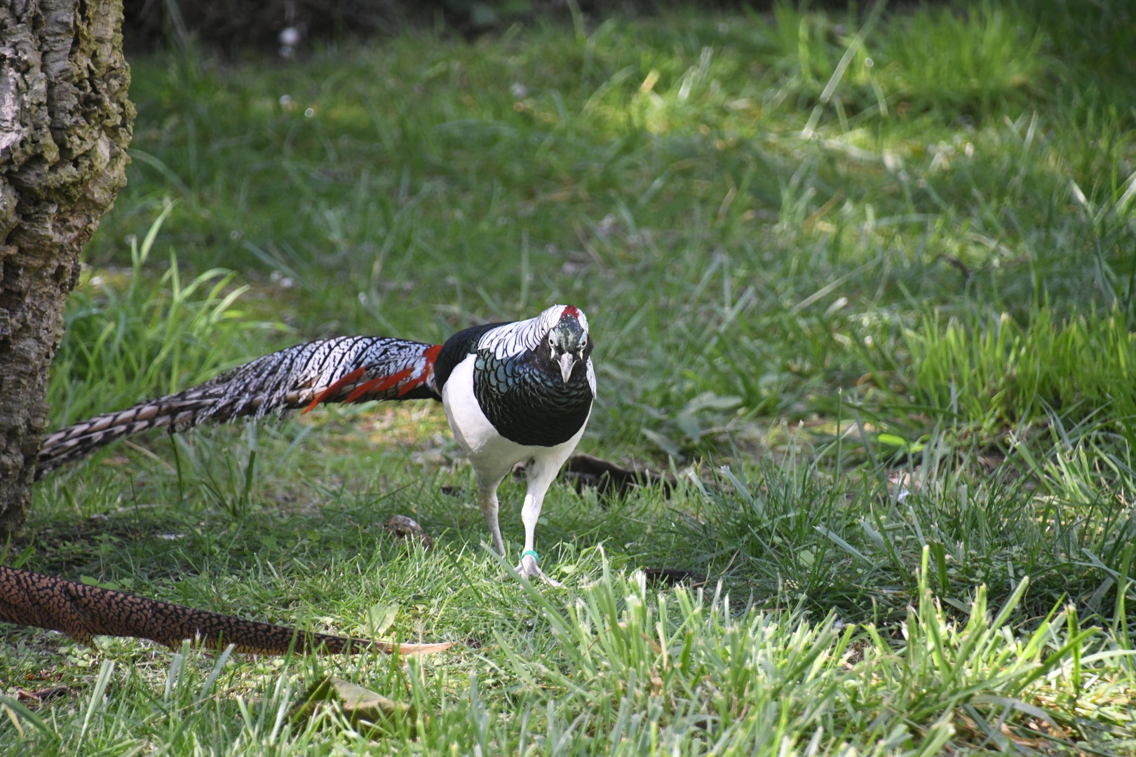 Lady Amherst's Pheasant