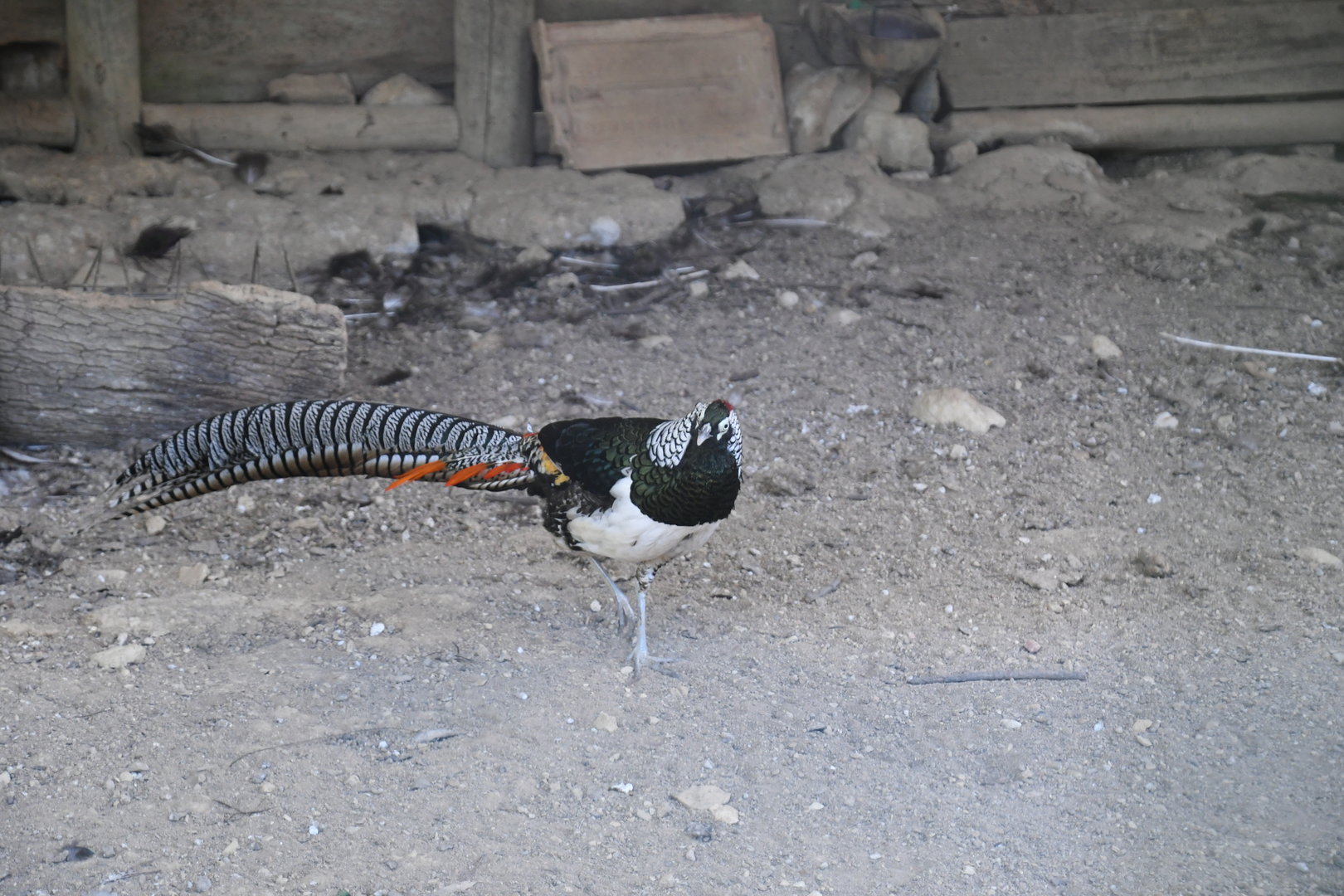 Lady Amherst's Pheasant