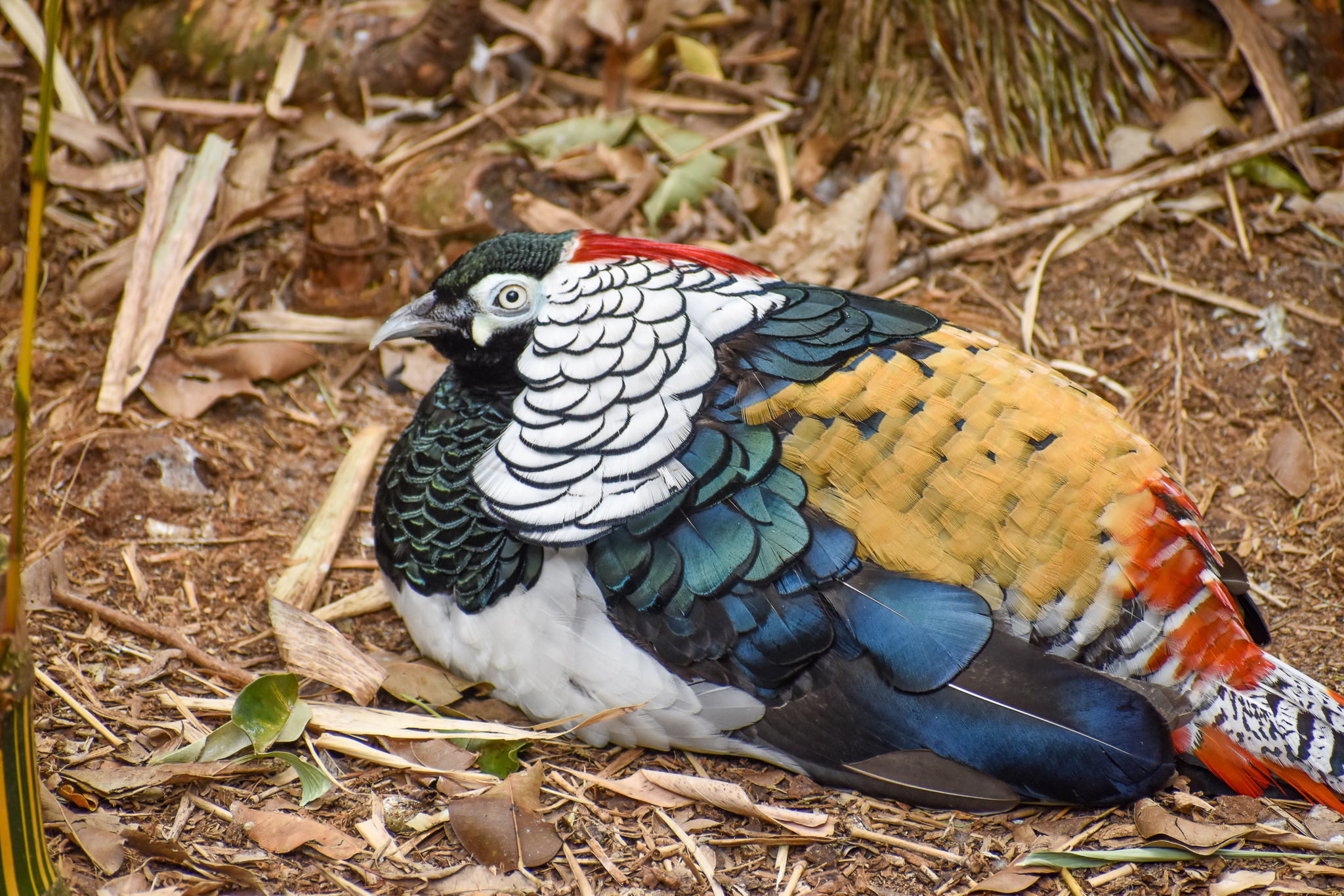Lady Amherst's Pheasant