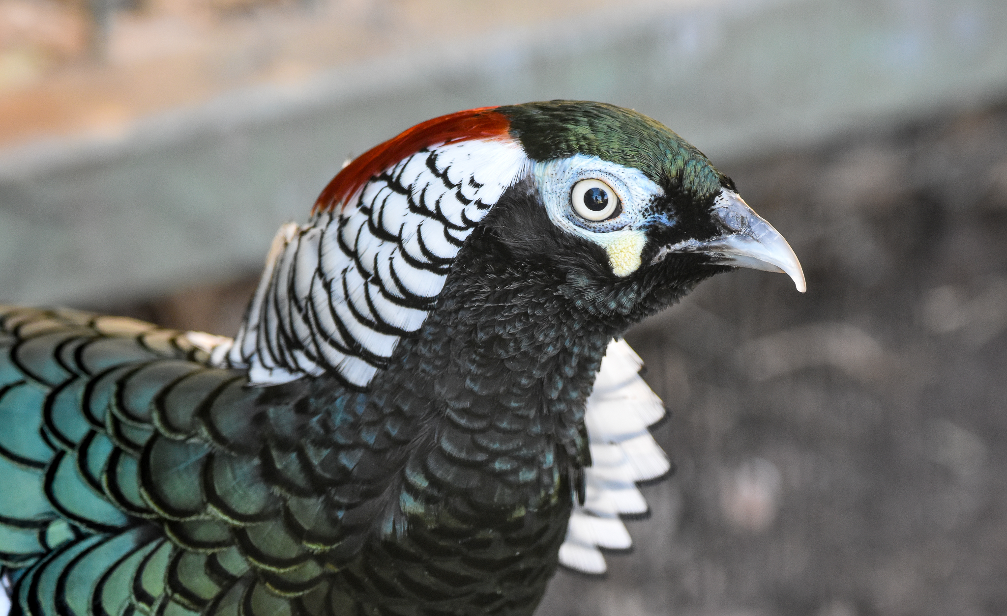 Lady Amherst's Pheasant