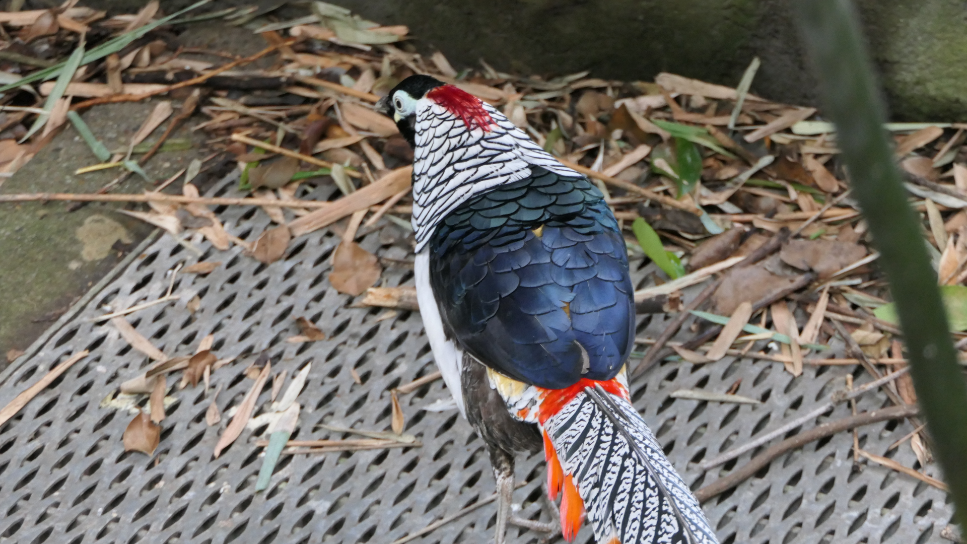 Lady Amherst's Pheasant
