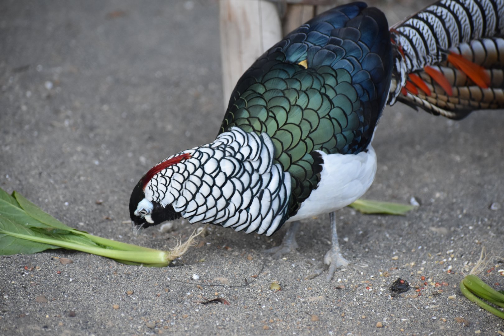 Lady Amherst's Pheasant