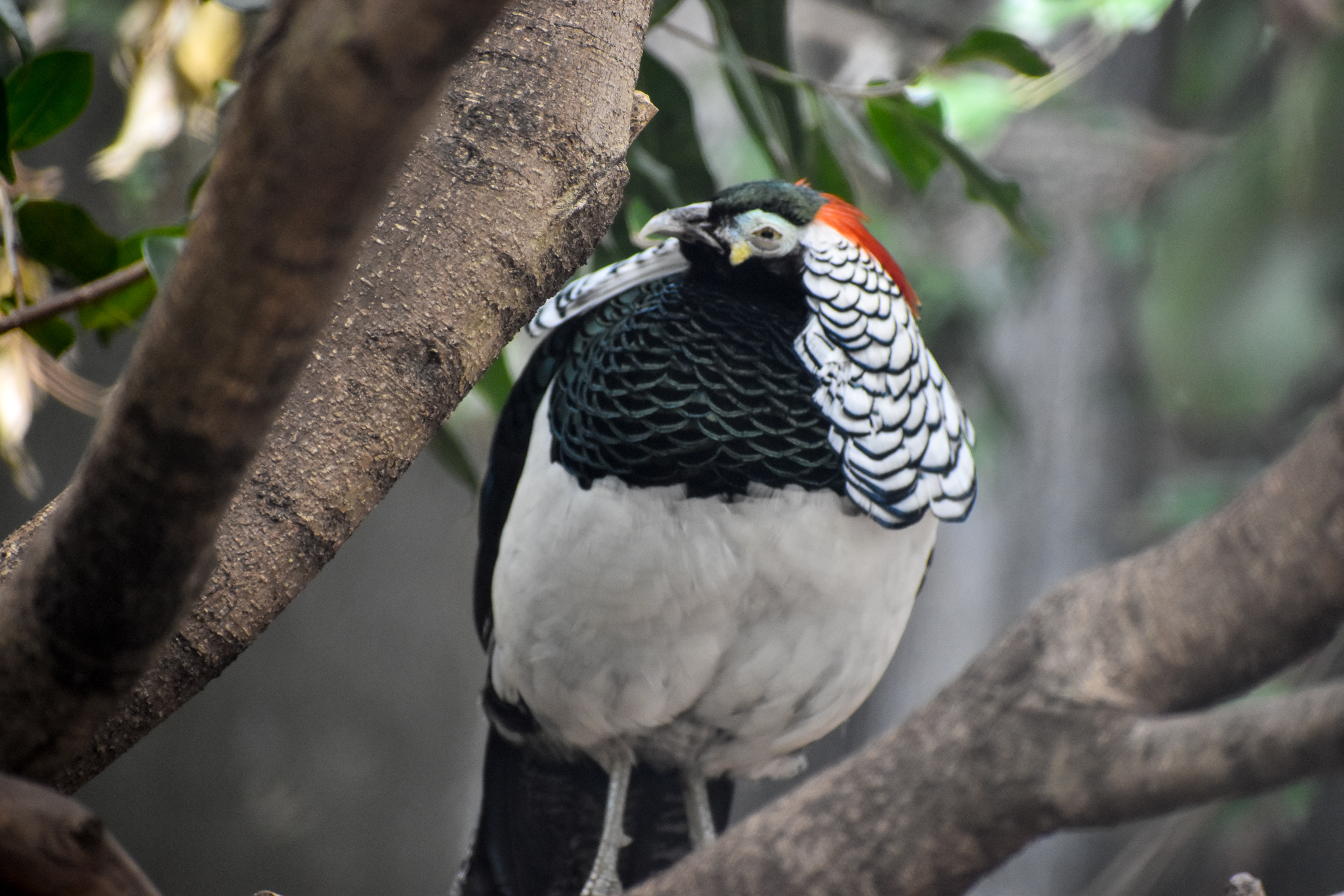 Lady Amherst's Pheasant