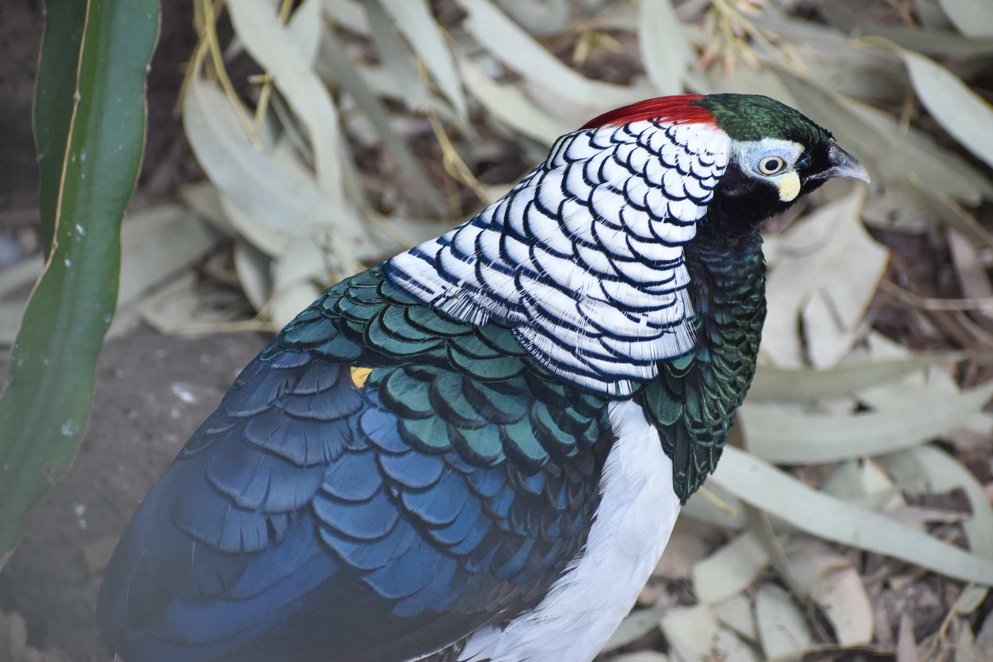 Lady Amherst's Pheasant