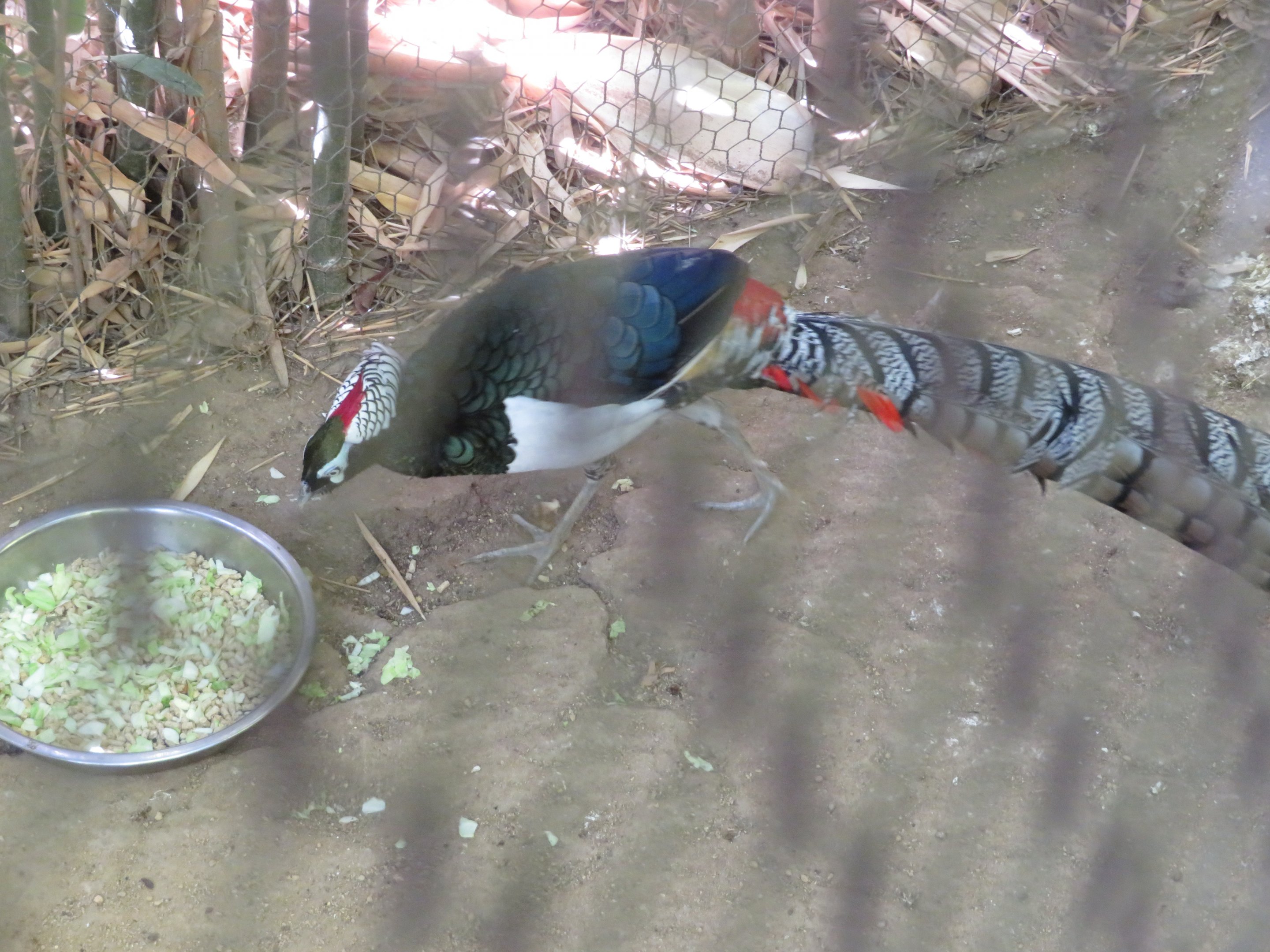 Lady Amherst's Pheasant