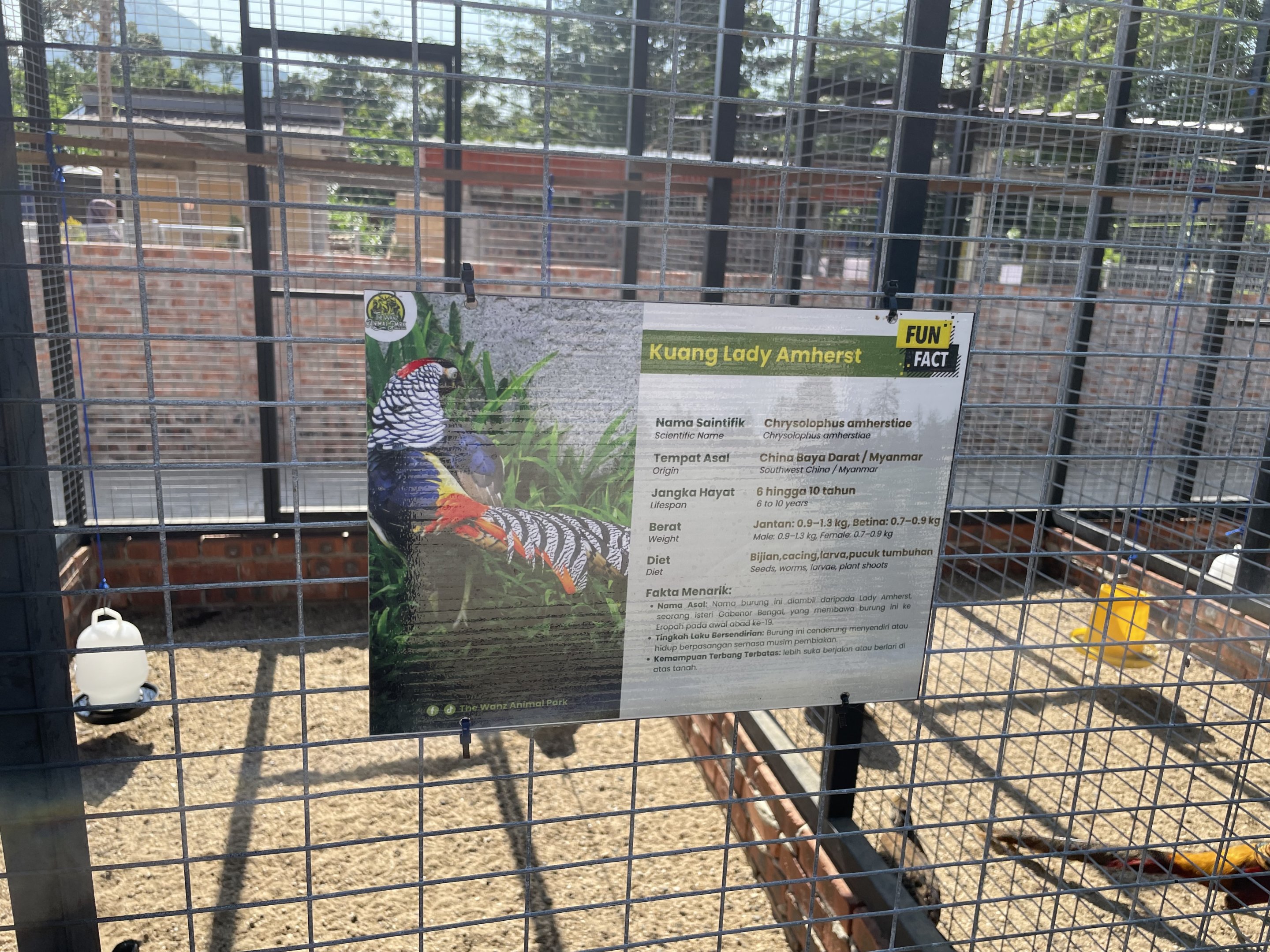 Lady Amherst's Pheasant