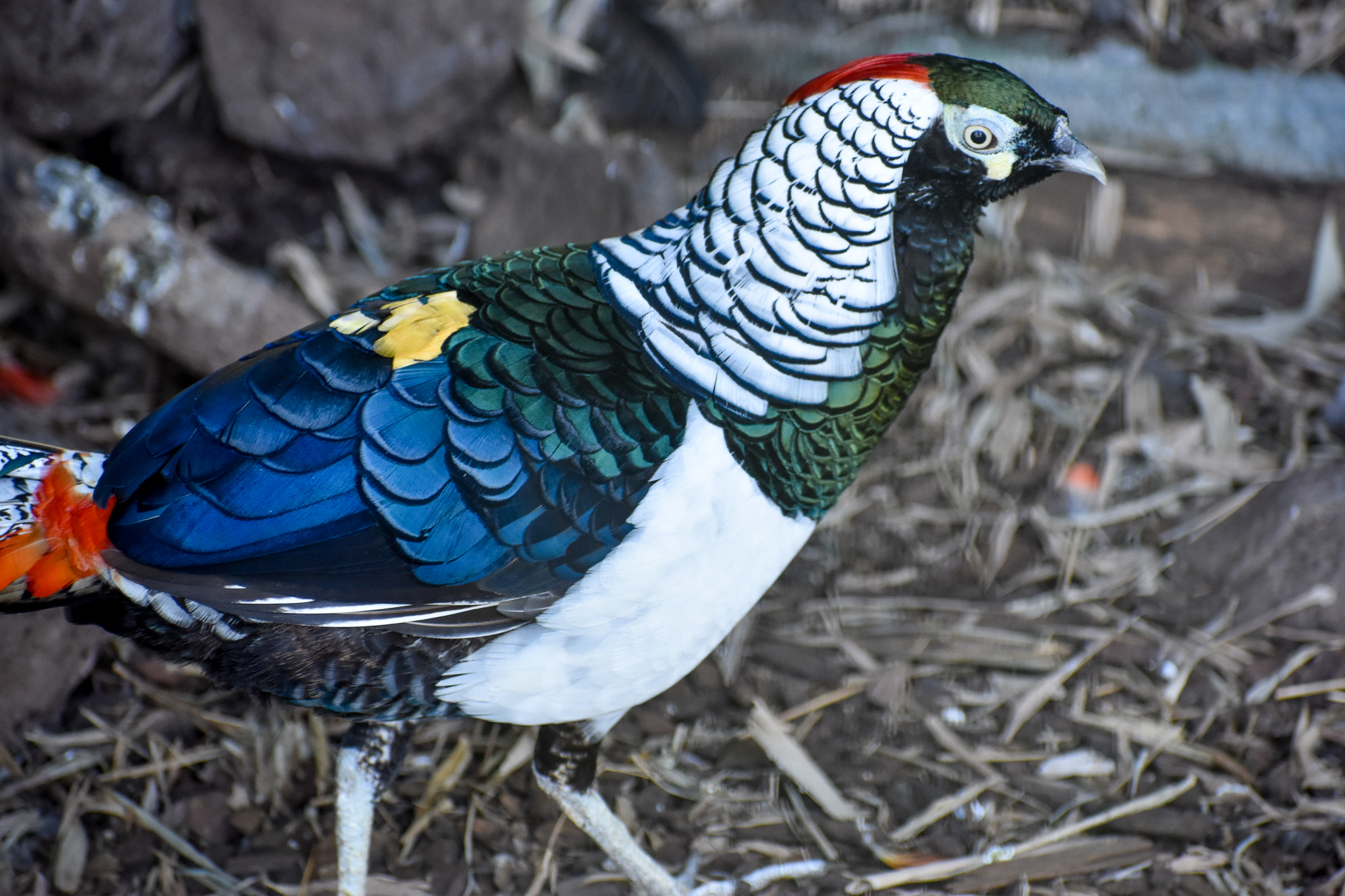 Lady Amherst's Pheasant