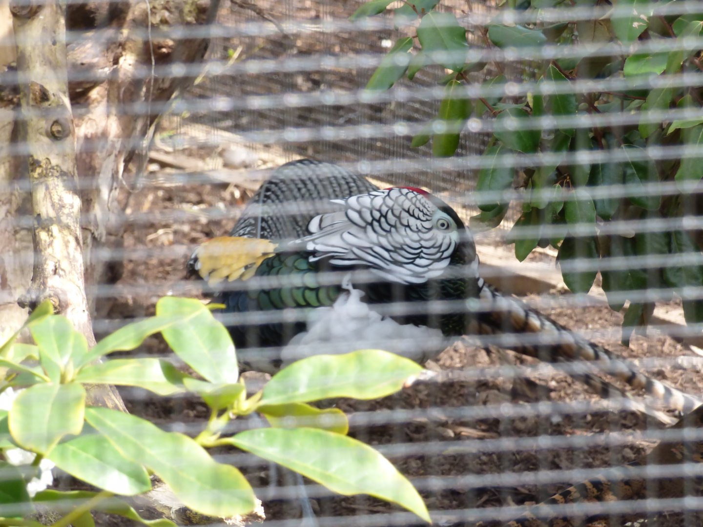 Lady Amherst's Phesant male in the new Rainbow Aviaries