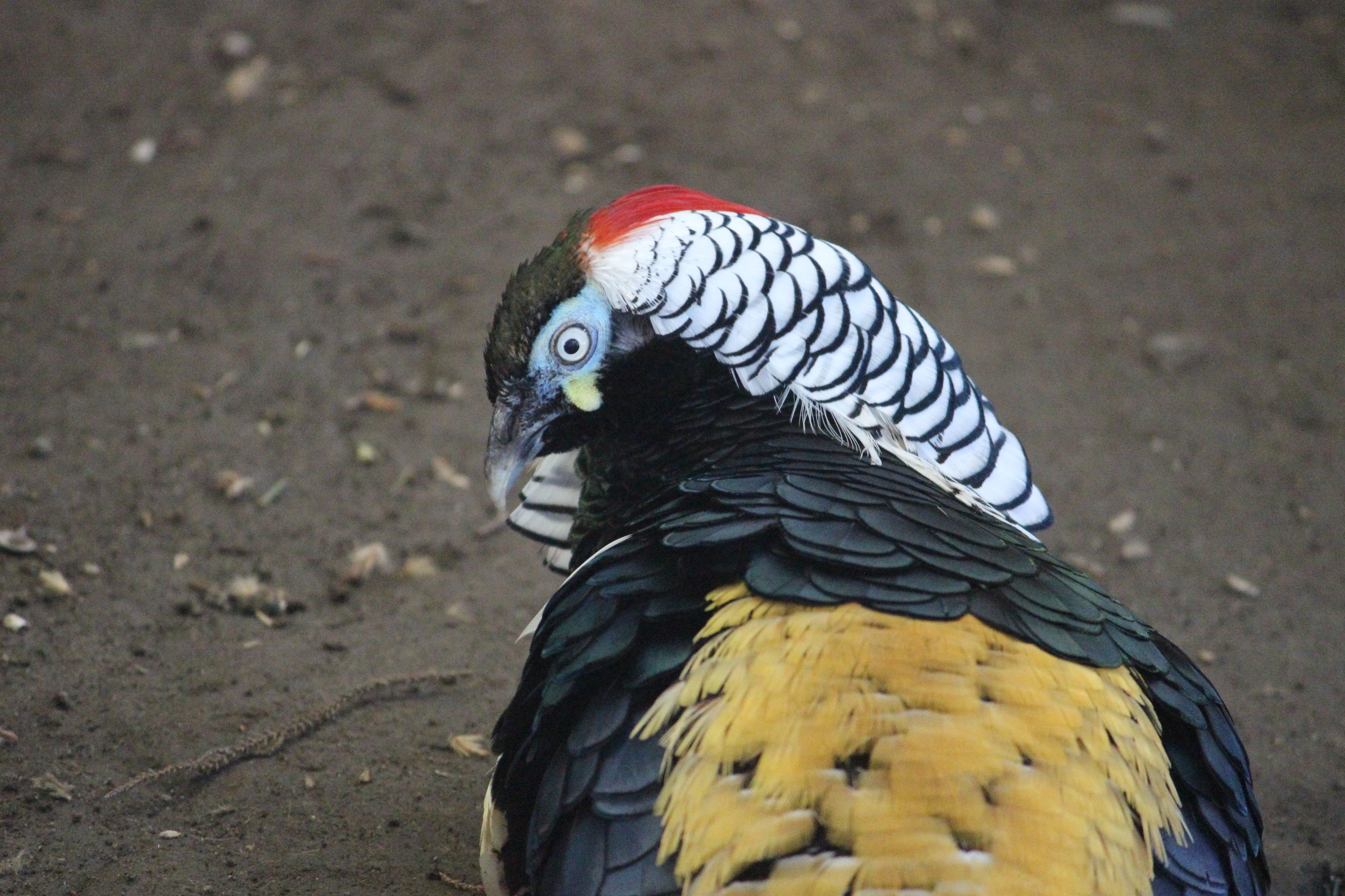 Lady Amherst's x Golden hybrid Pheasant male