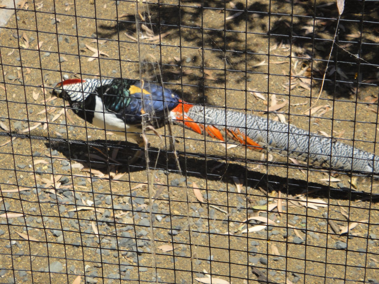 Lady Amherst's x Golden Pheasant (2011)