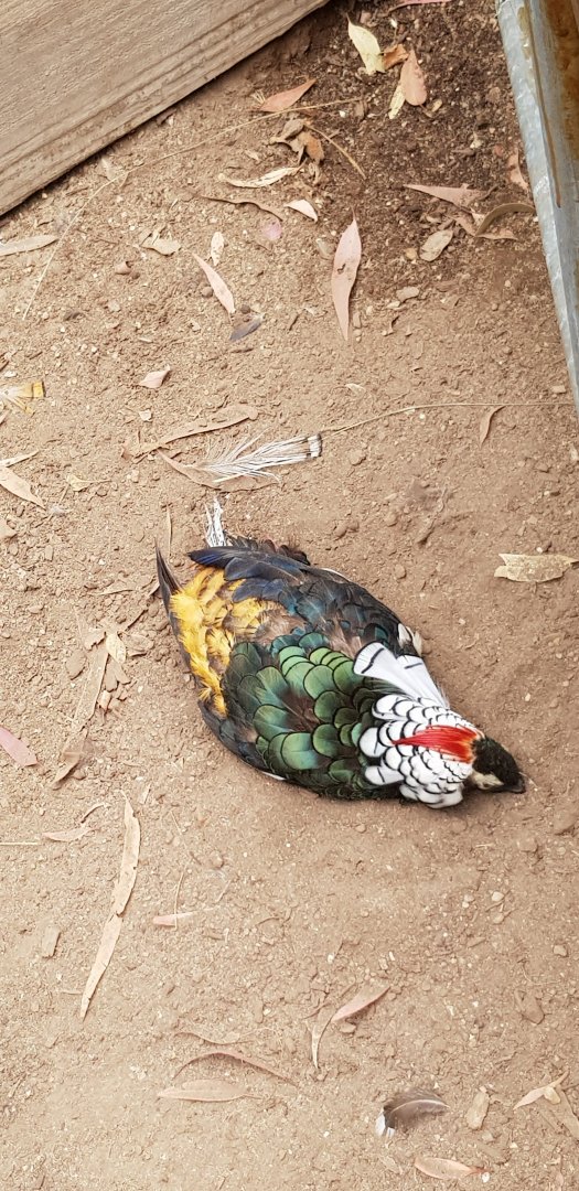 Lady Amhurst Pheasant cock