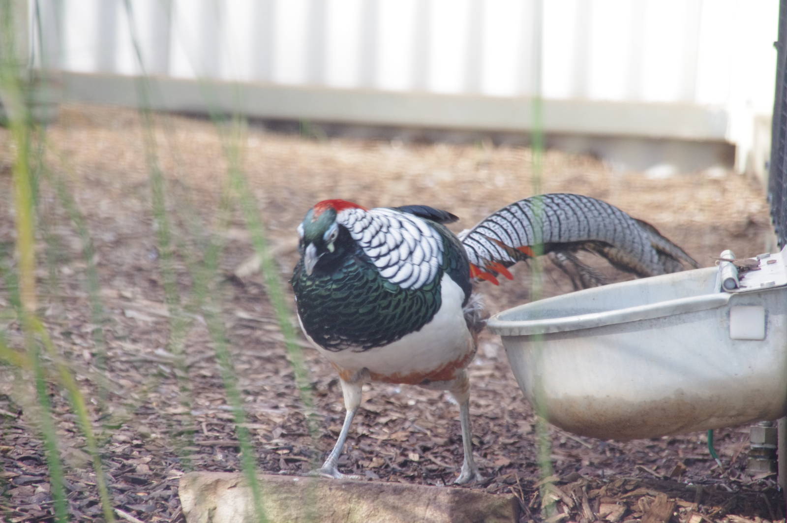 Lady Amhurst Pheasant