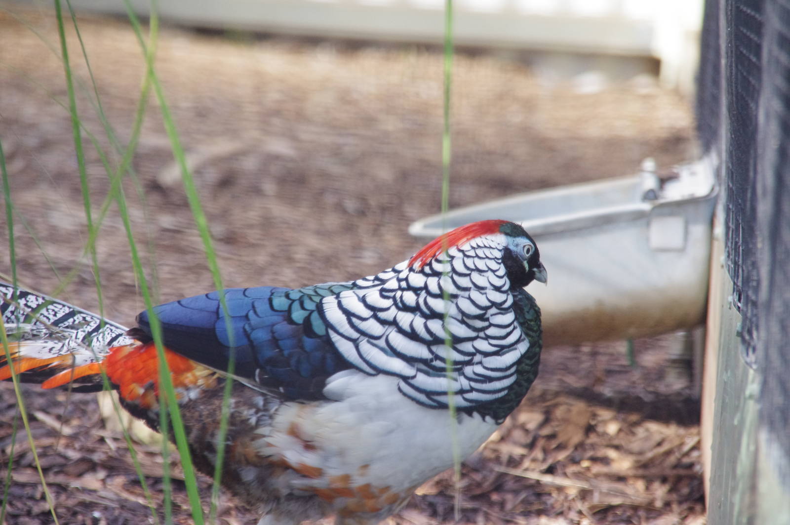 Lady Amhurst Pheasant