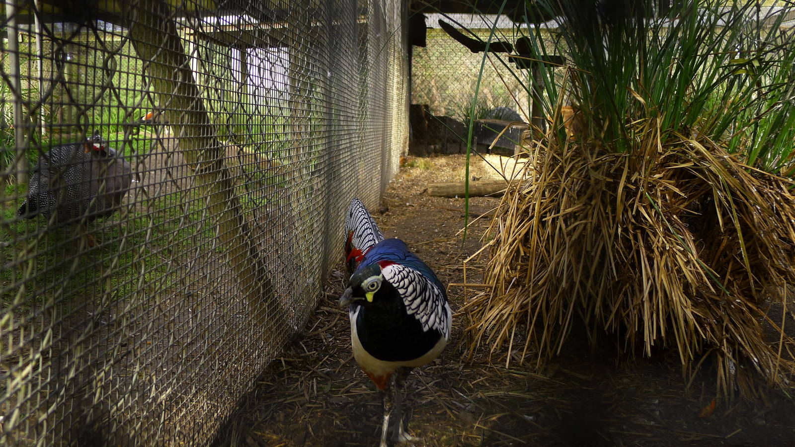 Lady Amhurst Pheasant