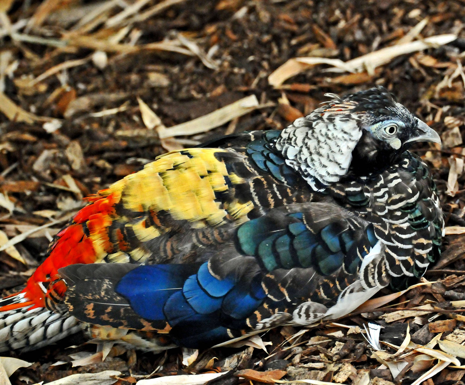 LADY AMIRHIST'S PHEASANT