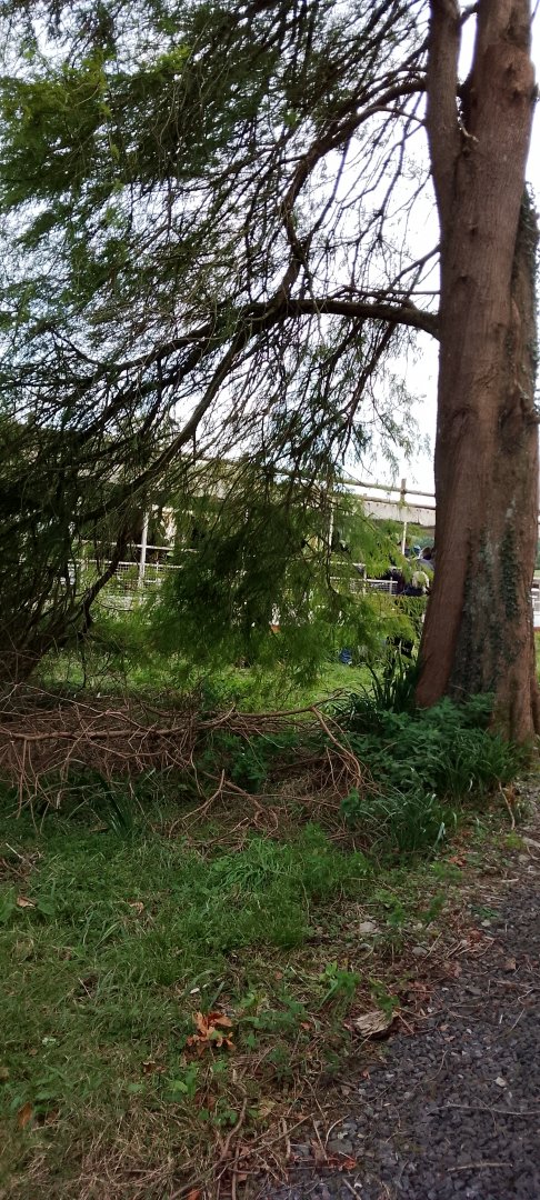 Lady Bath Stuck in the Reeds, 5th Oct 2024
