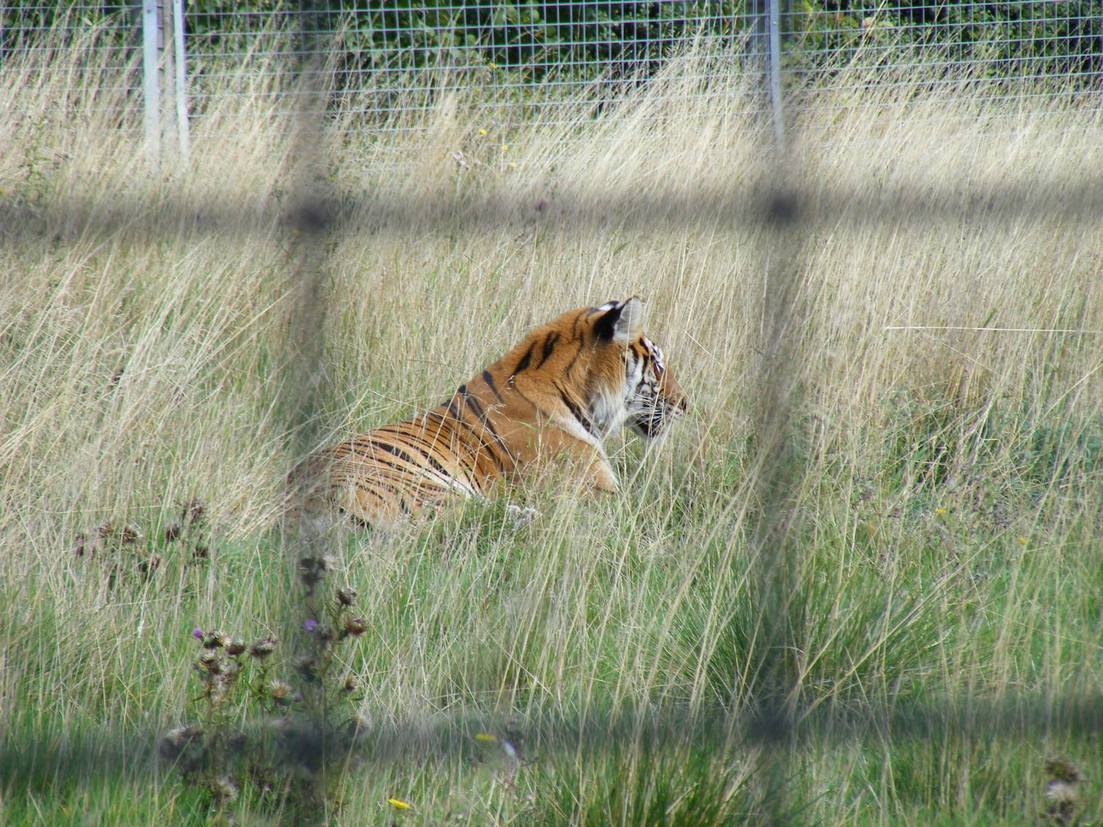 Lady-Belle the Bengal tiger at Hamerton Zoo, 12 September 2010