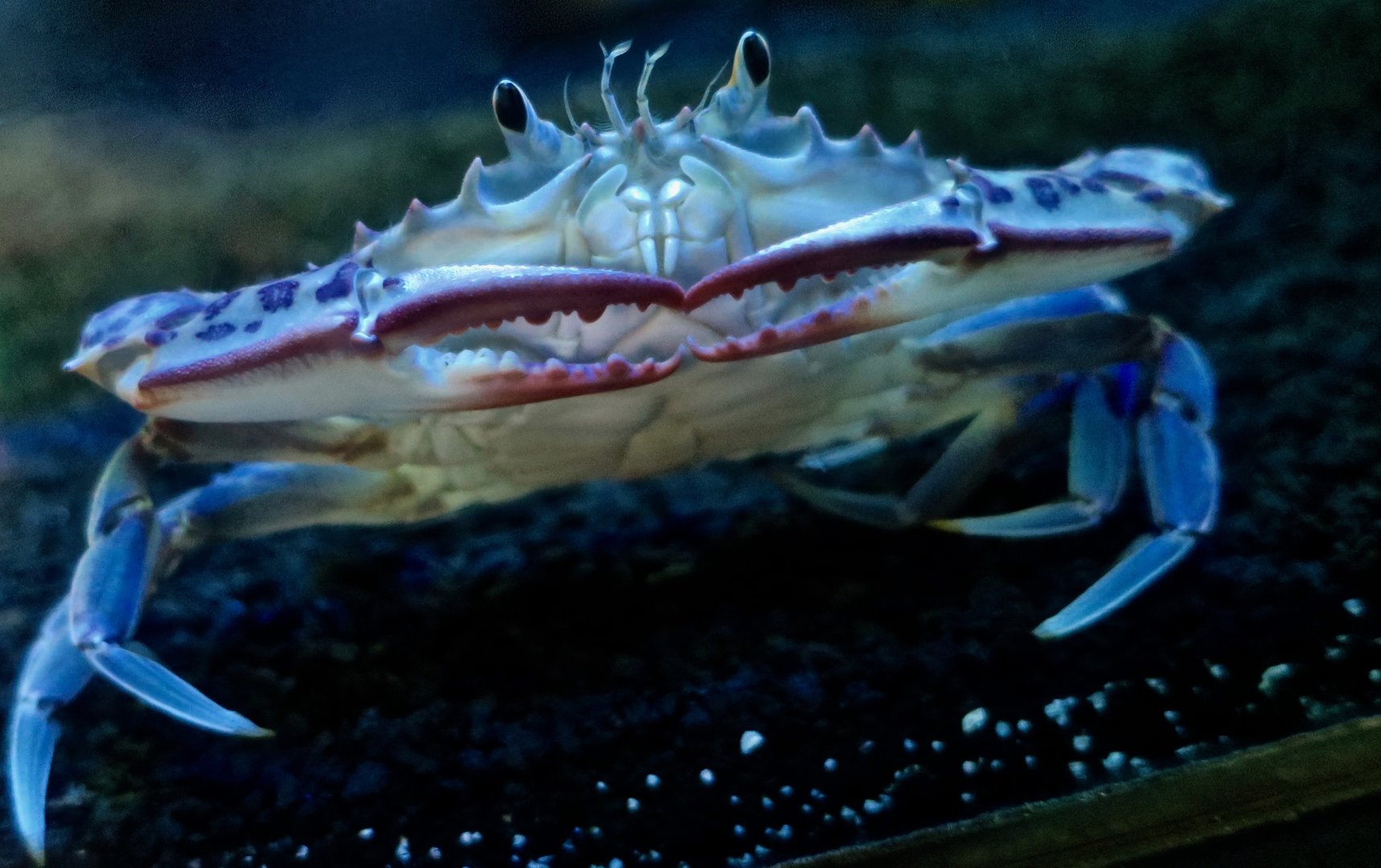 Lady Crab (Ovalipes ocellatus)