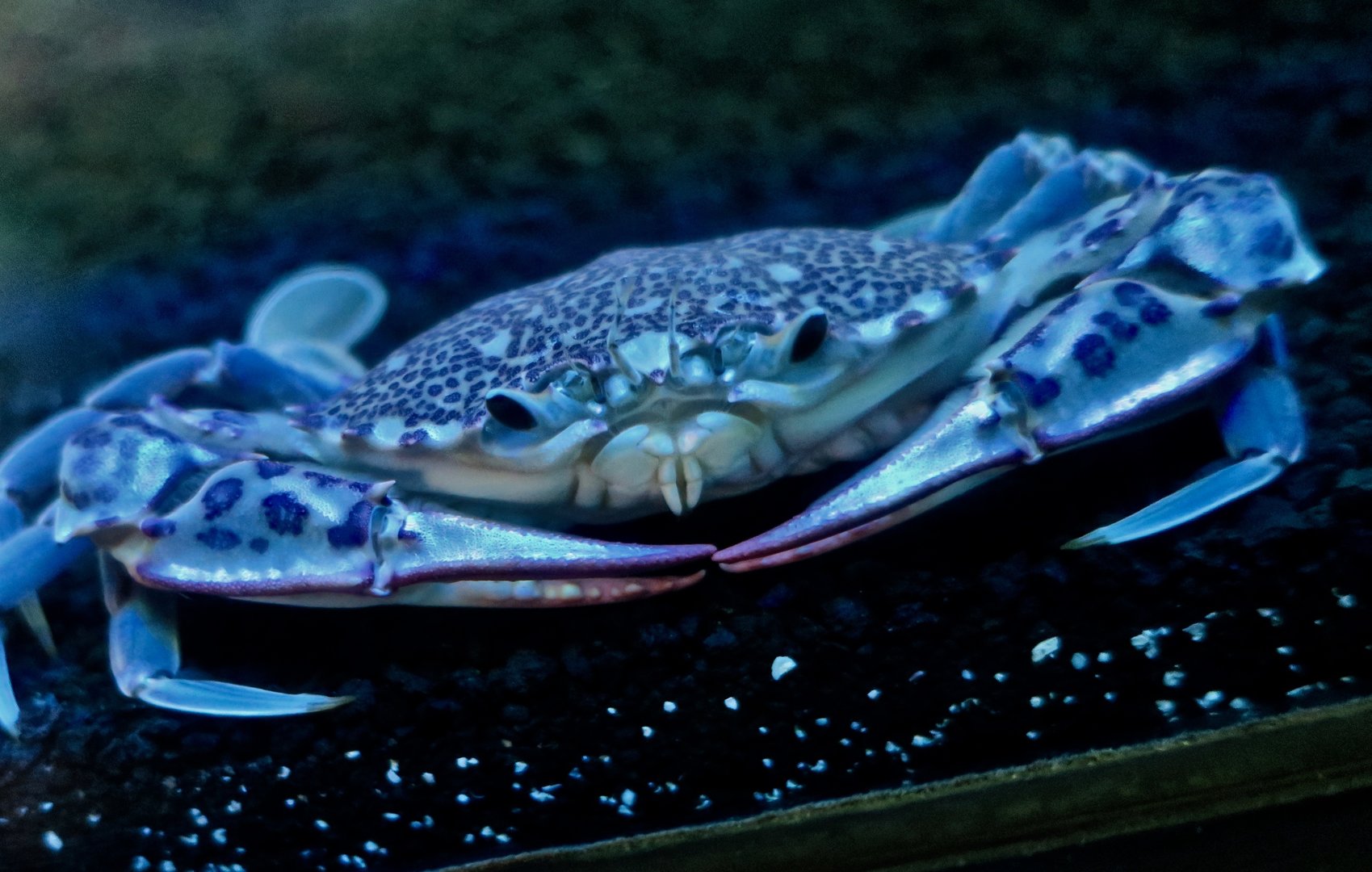 Lady Crab (Ovalipes ocellatus)