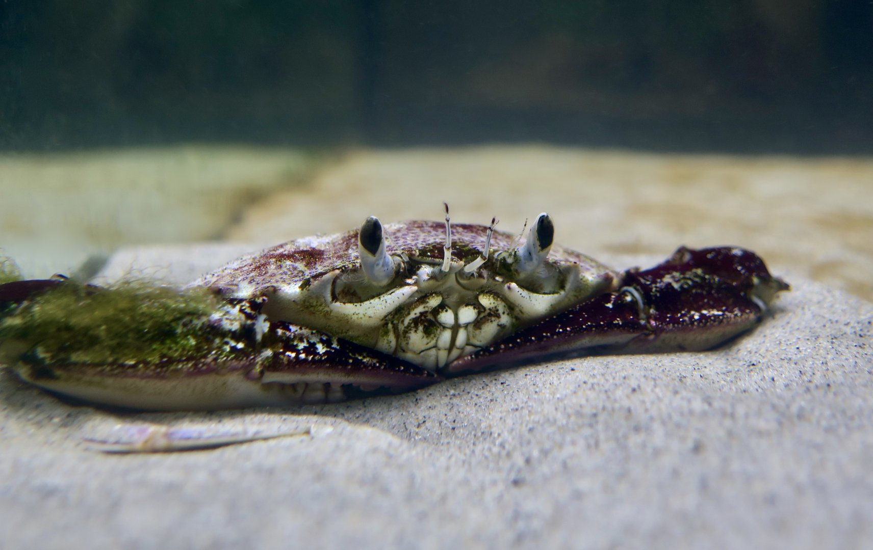 Lady Crab (Ovalipes ocellatus)