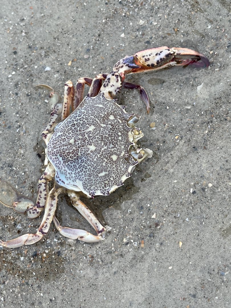 Lady Crab