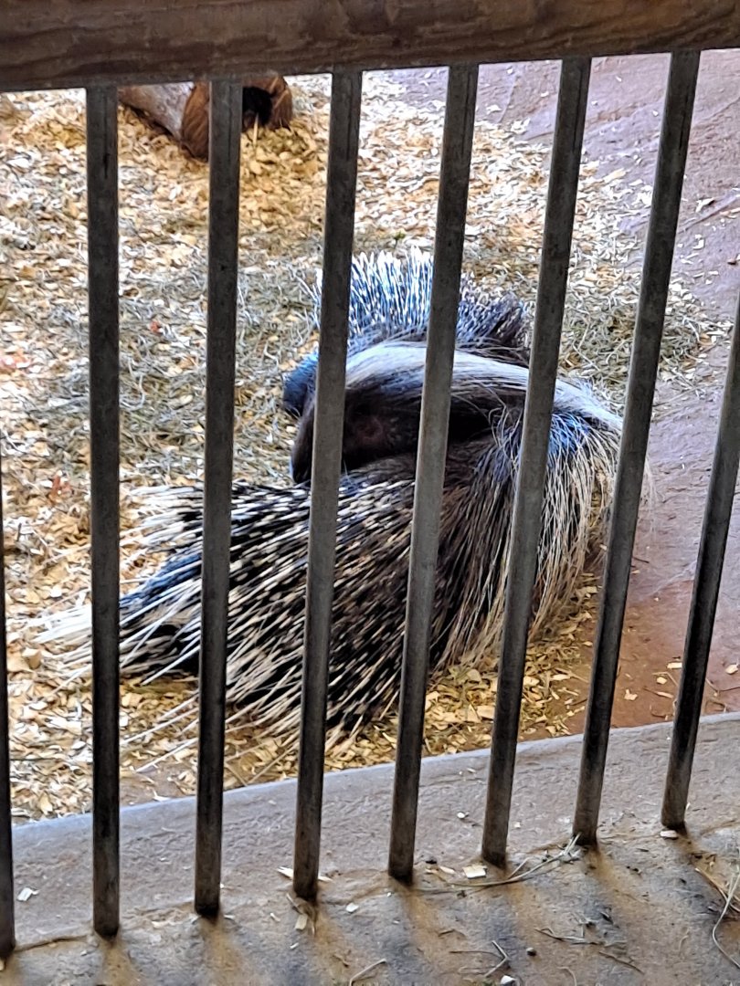 Lady Gaga and Bramble the African Crested Porcupines (1/25/25)