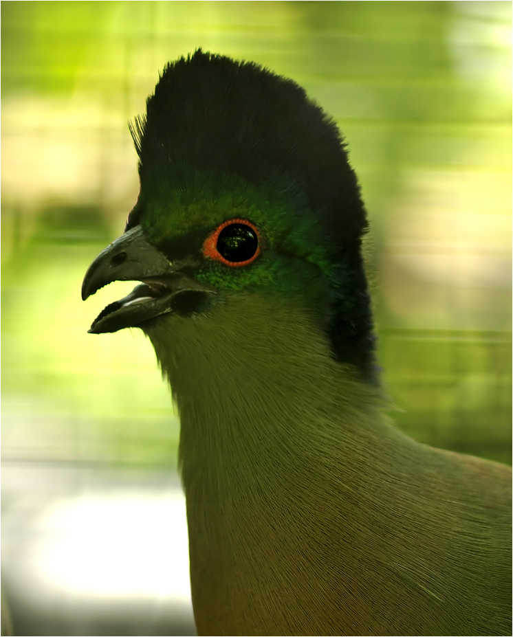 Lady Ross' plantain-eater at Besançon zoo