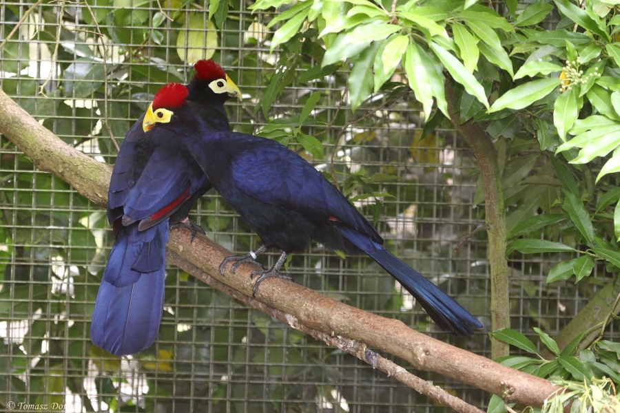 Lady Ross' plantain-eater (Mussophaga rossae) June 2010
