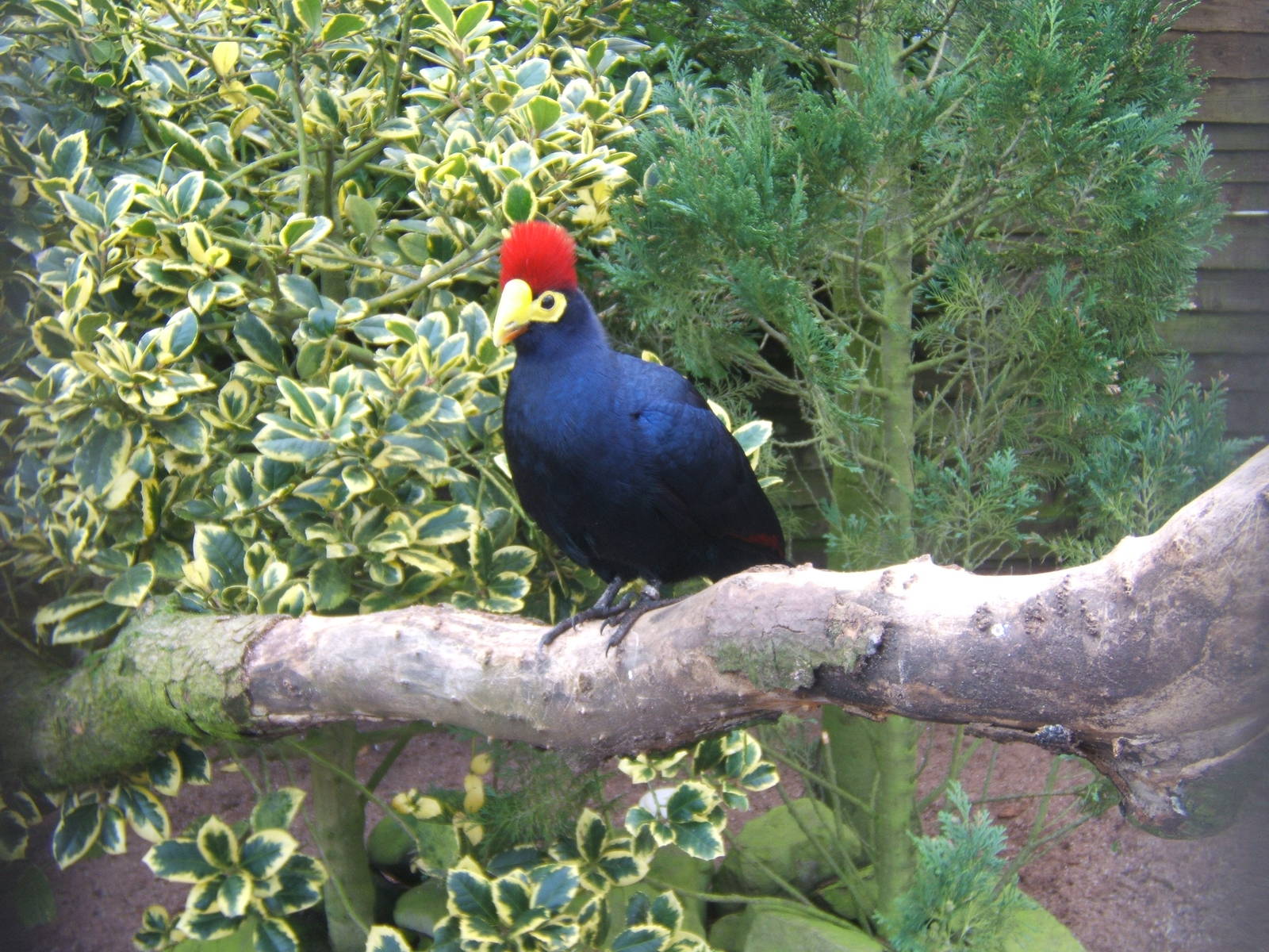 Lady Ross`s Turaco