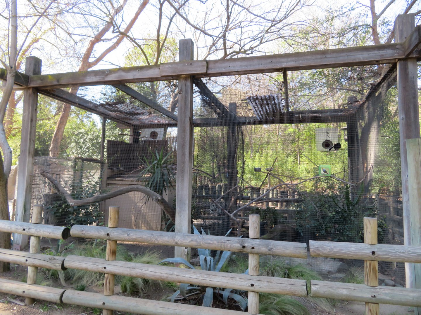 Lady Ross' Turaco Aviary