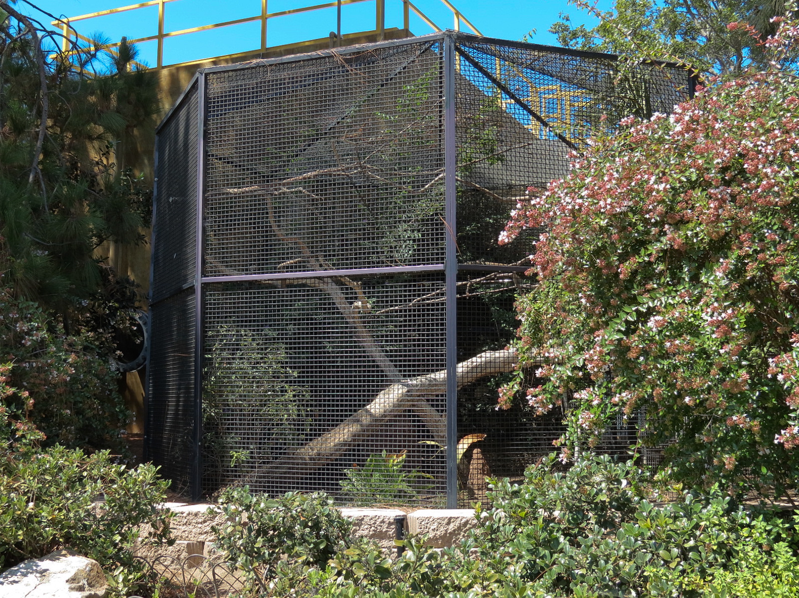 Lady Ross Turaco Exhibit