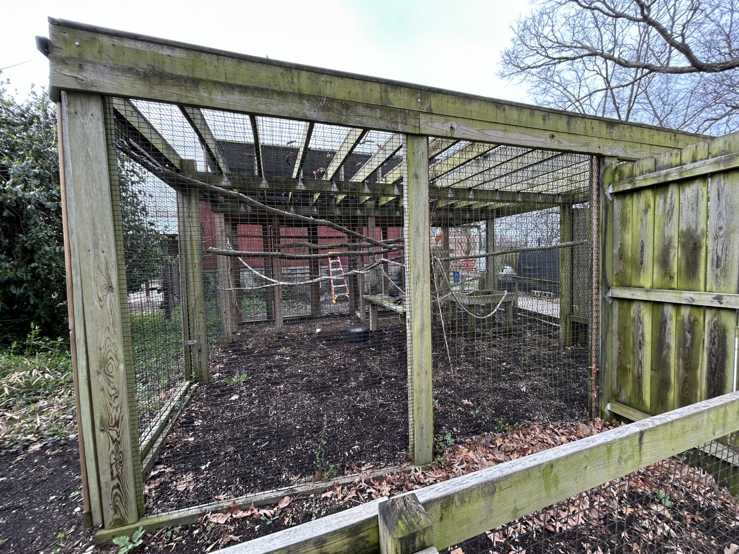 Lady Ross’ Turaco Exhibit