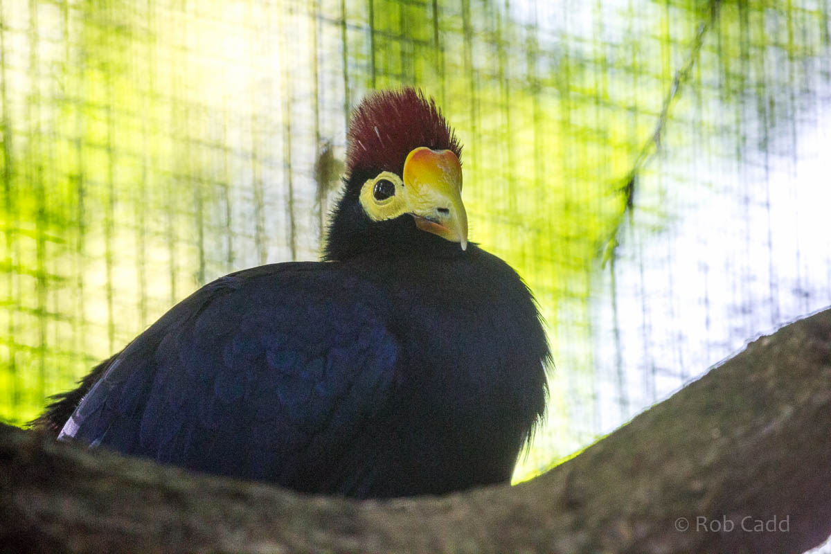 Lady Ross turaco : Linton : 19 Sep 2015